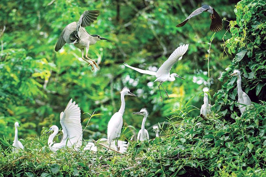 Tour Đất Mũi Cà Mau 3 ngày 3 đêm