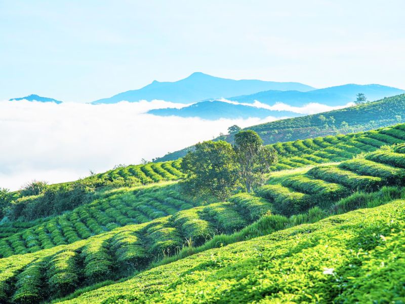 Đồi chè Cầu Đất - Đà Lạt (ảnh: sưu tầm)