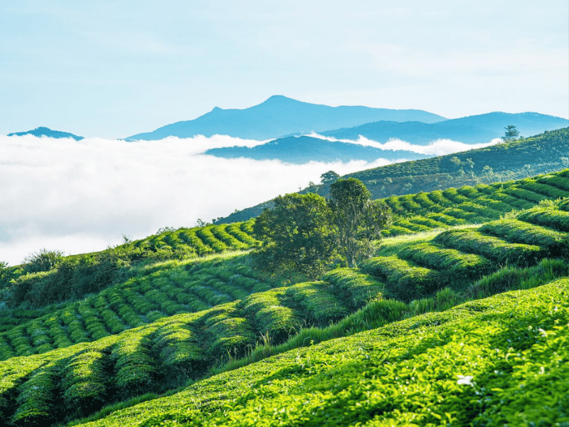Đồi chè Tâm Châu xanh mướt, mang vẻ đẹp yên bình giữa vùng trà Bảo Lộc 
